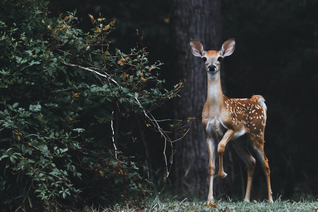 Wildlife Photography