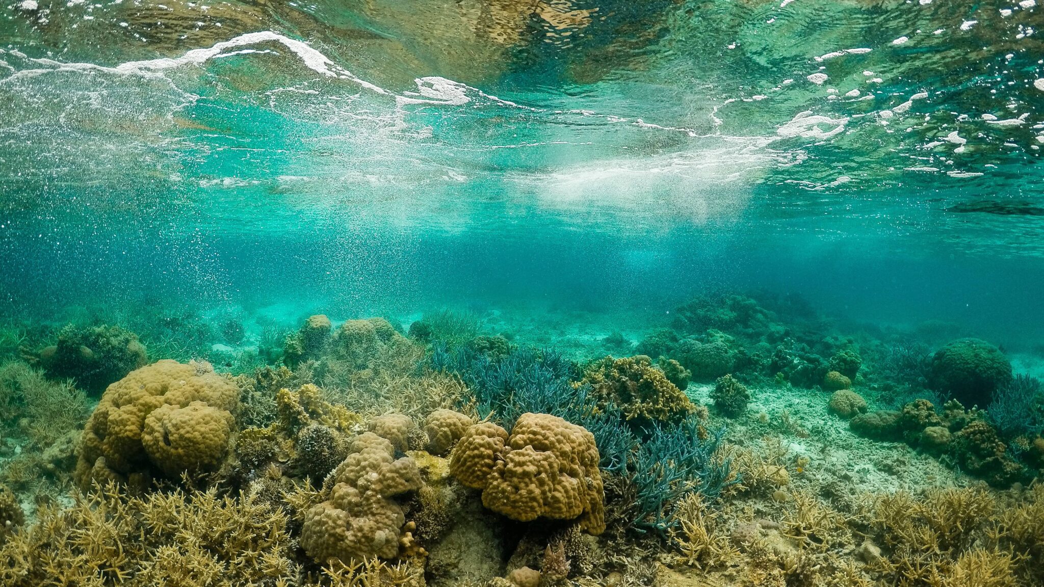 Underwater Photography Tips For Stunning Shots